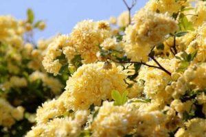 آبشار طلایی